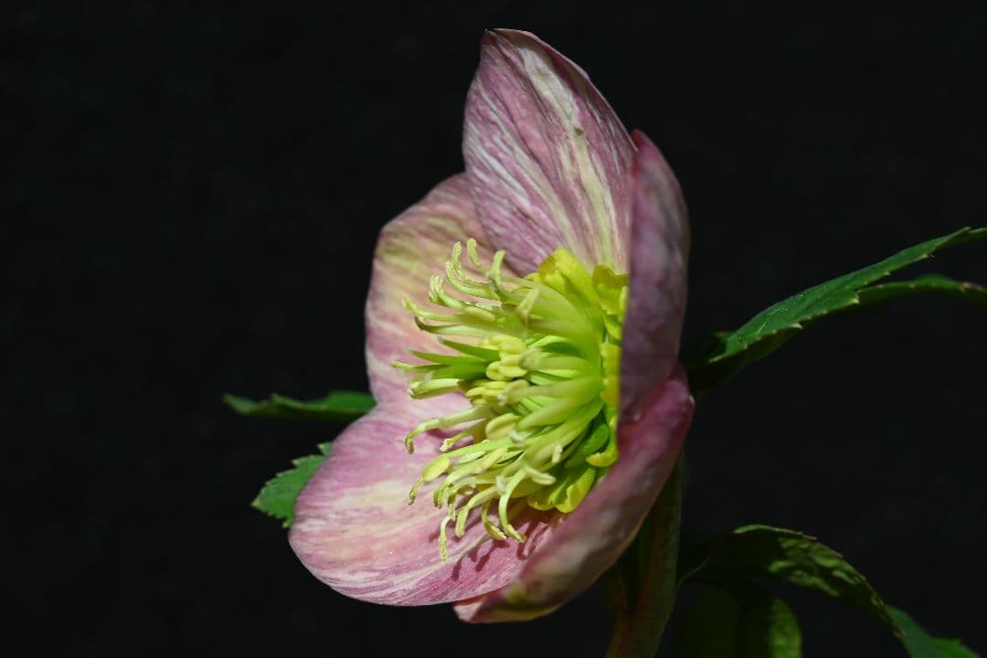 クリスマスローズ　認定絞り咲き　sd丸弁ソフトカップ咲き　加藤農園