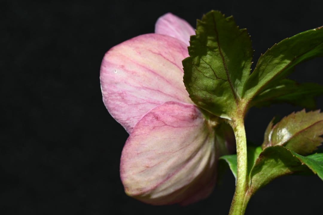 クリスマスローズ　認定絞り咲き　sd丸弁ソフトカップ咲き　加藤農園