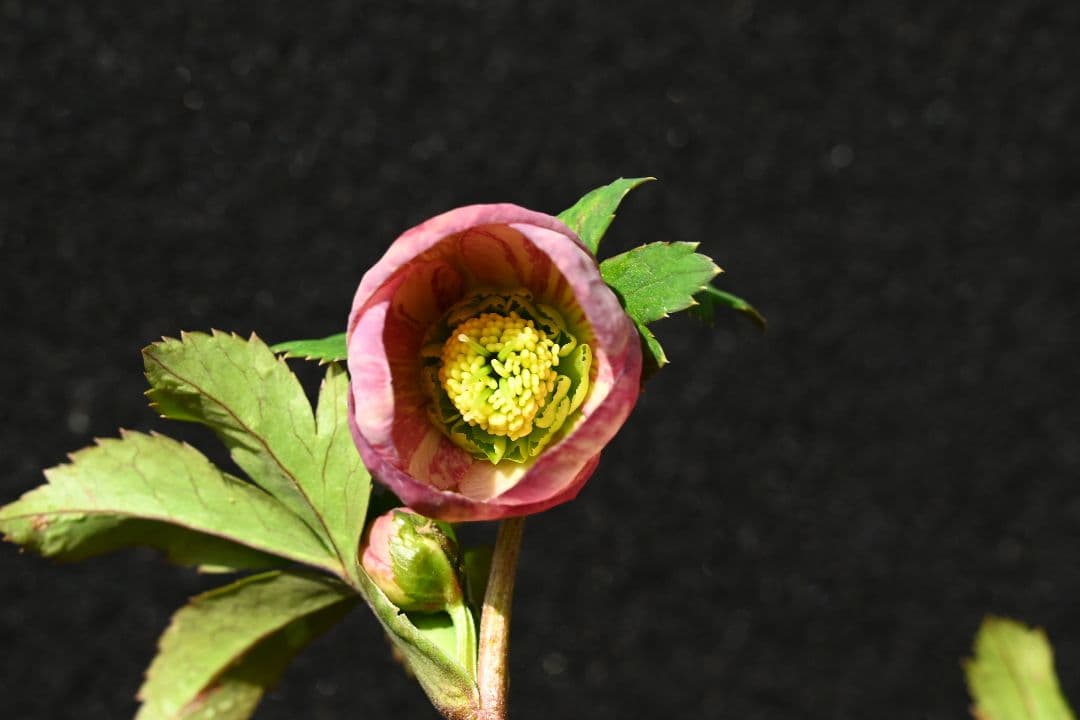 クリスマスローズ　認定絞り咲き　sd丸弁ソフトカップ咲き　加藤農園