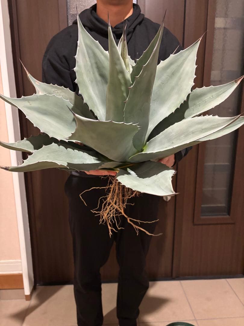 アガベ　オバティフォリア　大株　特価株