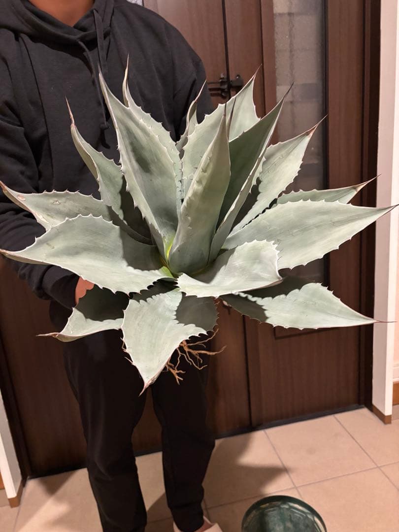 アガベ　オバティフォリア　大株　特価株