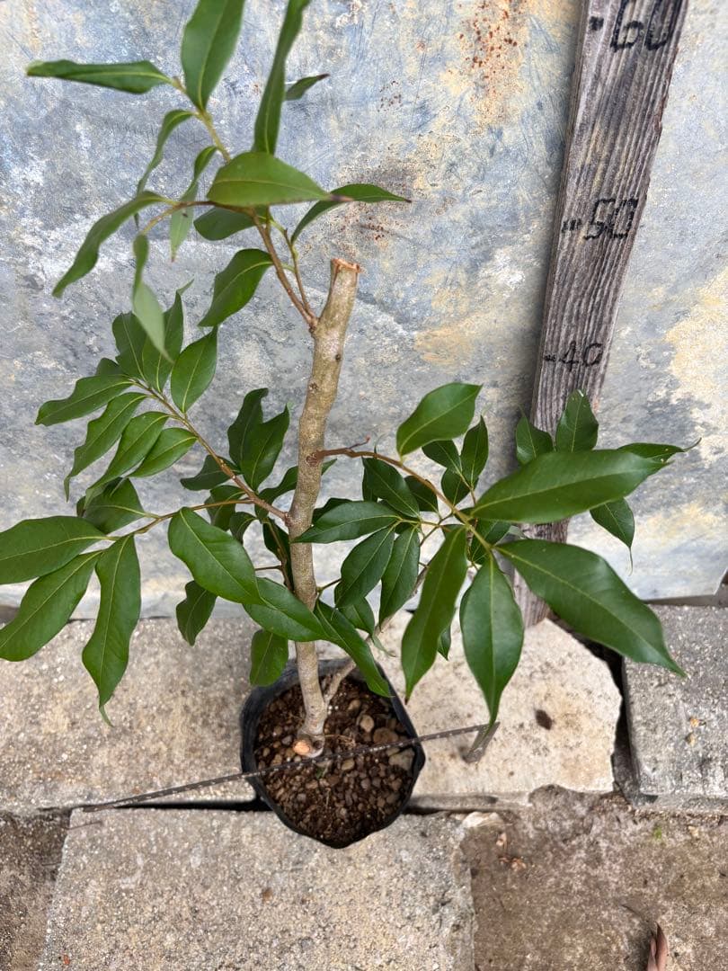 ライチ　玉荷包　取り木苗木　1株