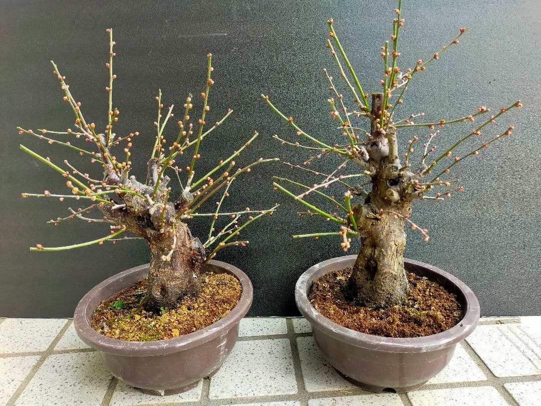 ぷりん　梅　思いのまま　盆栽　２本