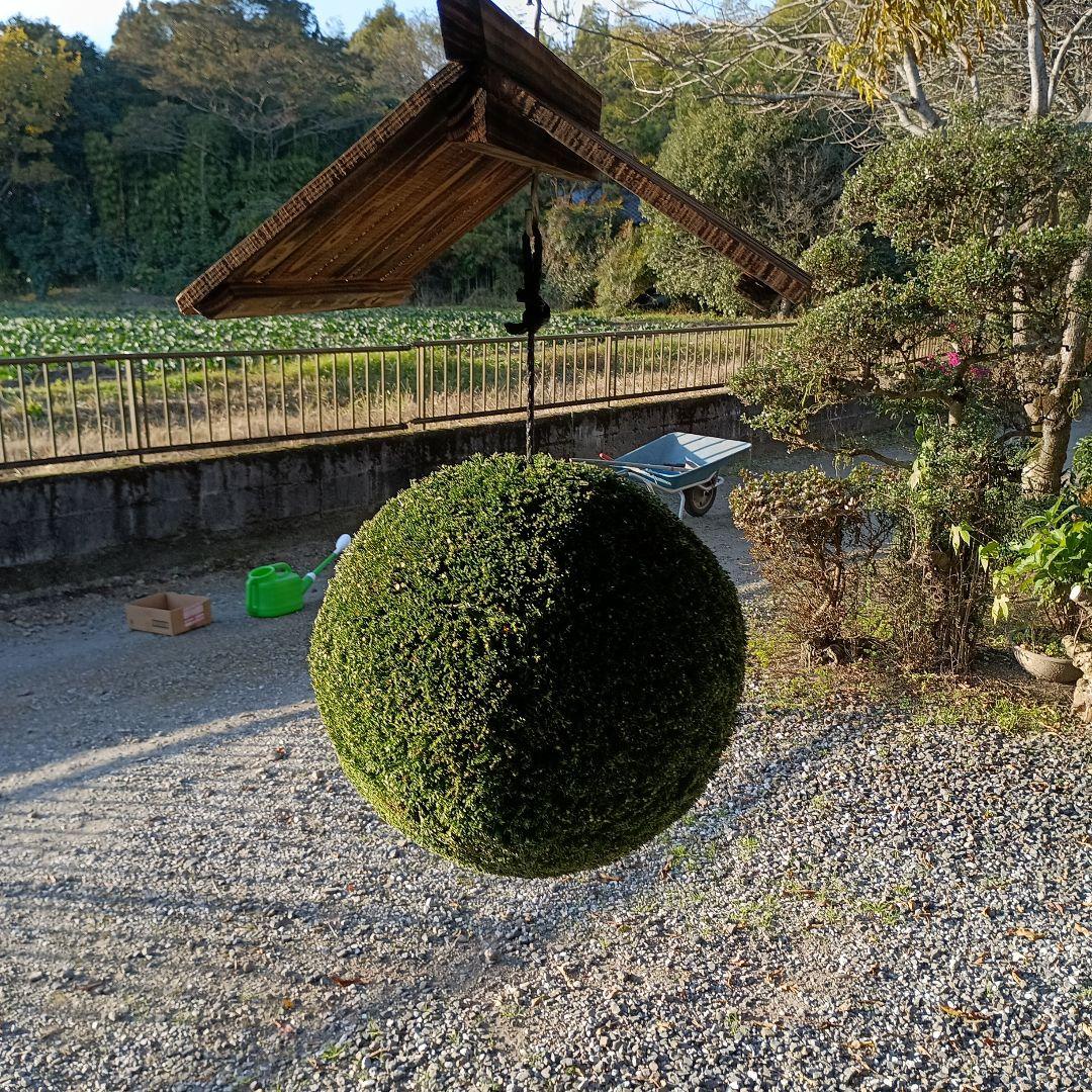 杉玉、屋根付き　杉玉直径37ｃｍ