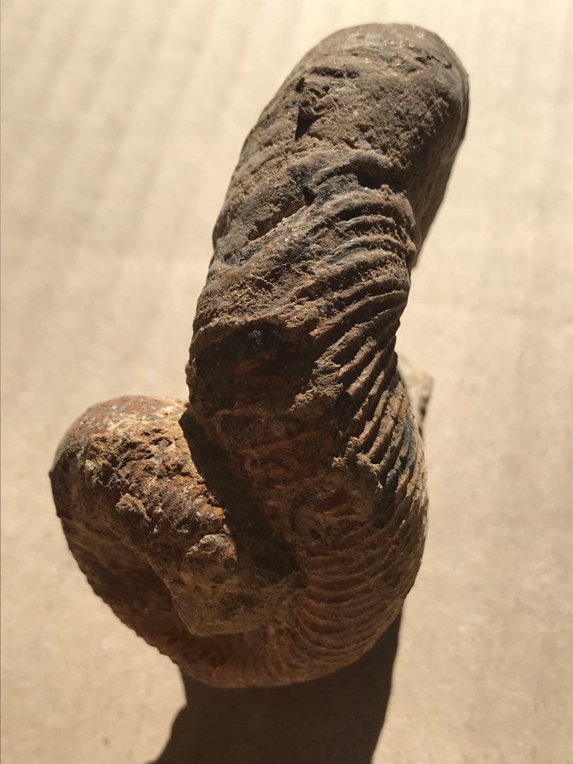 【限定価格】マダガスカル産　異常巻きアンモナイト化石（ノストセラス）　稀少