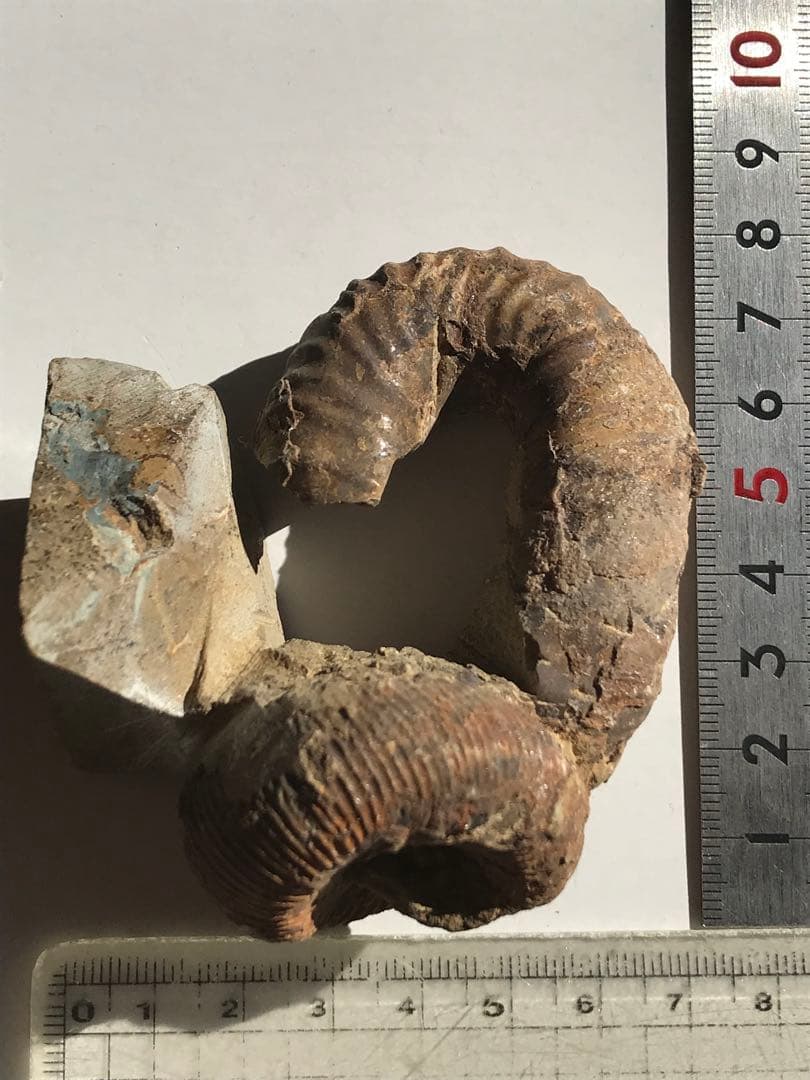 【限定価格】マダガスカル産　異常巻きアンモナイト化石（ノストセラス）　稀少