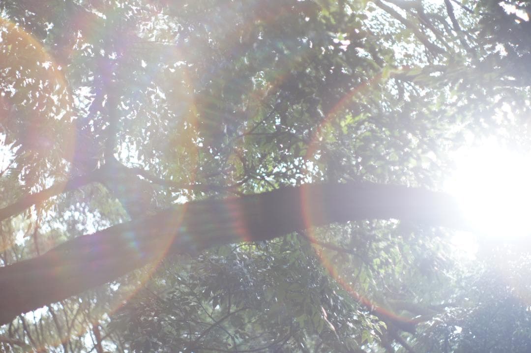 【希少・富岡光学 ヤシカ】 Auto Yashinon-DX 50mm F2