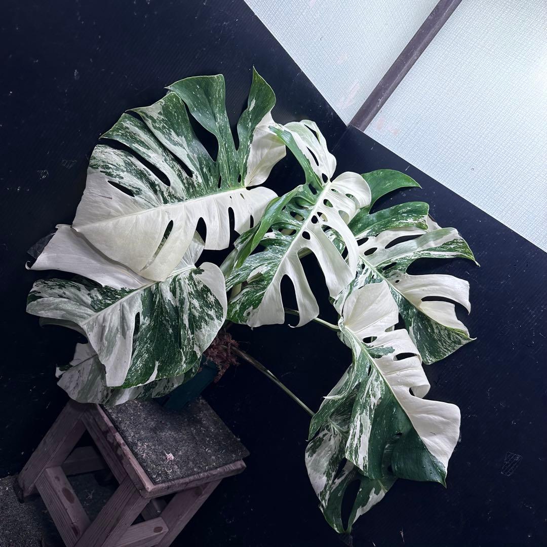 斑入りモンステラ ホワイトタイガー極美大株70cm白斑多