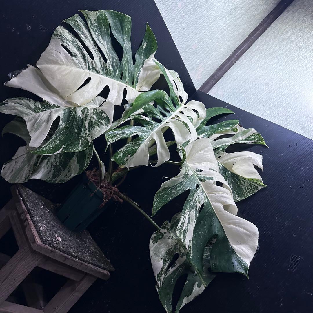 斑入りモンステラ ホワイトタイガー極美大株70cm白斑多
