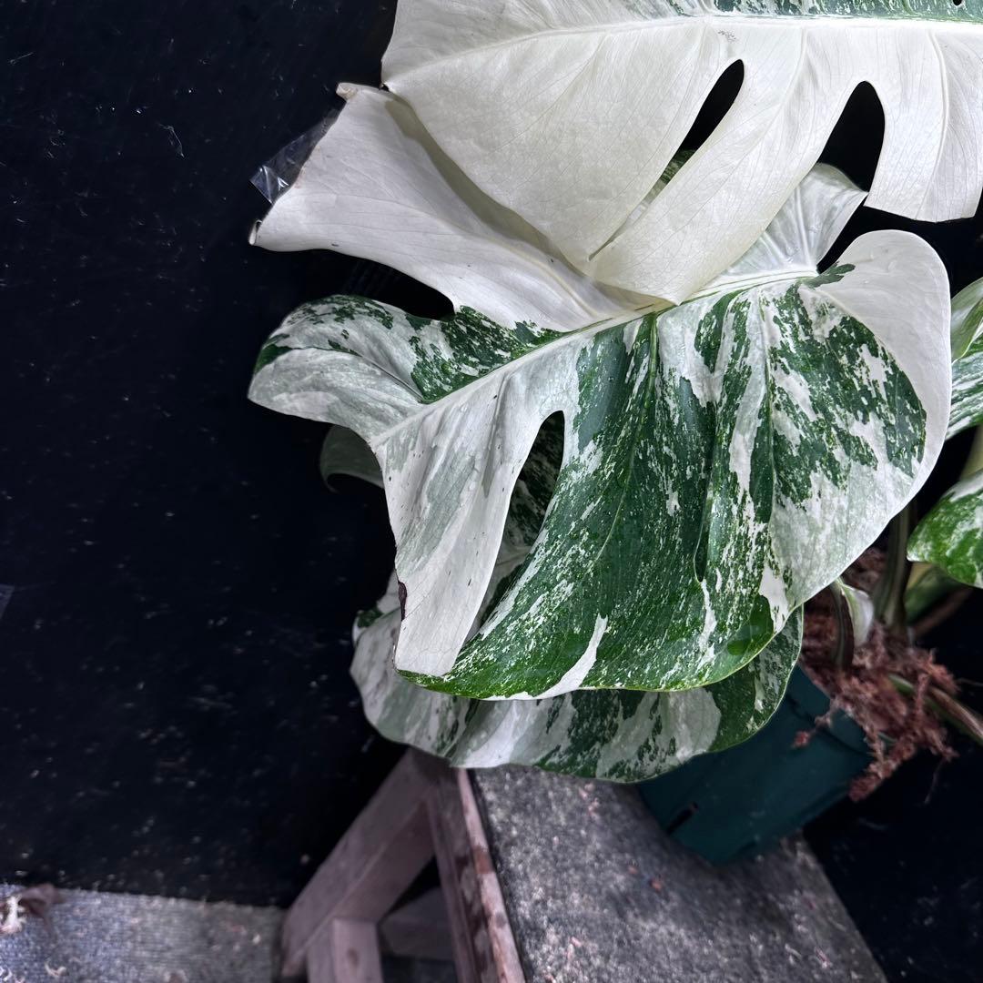 斑入りモンステラ ホワイトタイガー極美大株70cm白斑多
