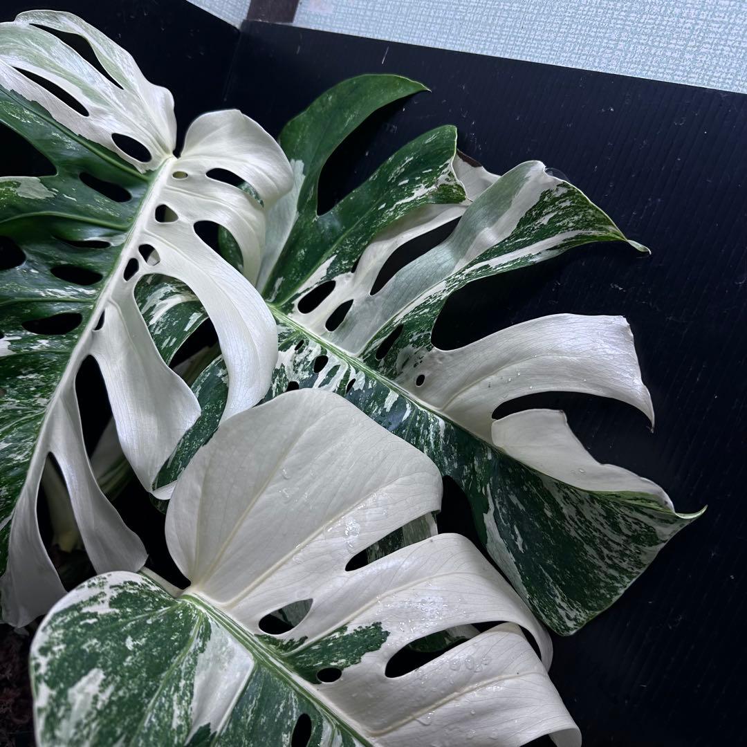 斑入りモンステラ ホワイトタイガー極美大株70cm白斑多