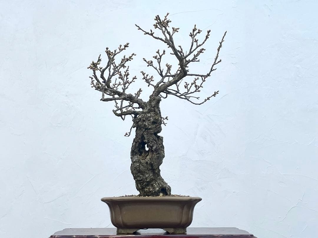 三河盆栽　野梅　ヤバイ　梅　盆栽　花物　白花　極古　荒皮　サバ幹　太幹　古木