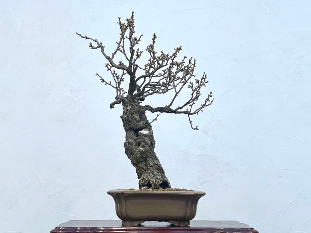 三河盆栽　野梅　ヤバイ　梅　盆栽　花物　白花　極古　荒皮　サバ幹　太幹　古木