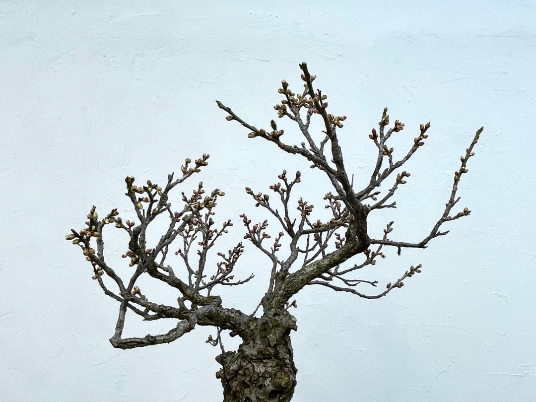 三河盆栽　野梅　ヤバイ　梅　盆栽　花物　白花　極古　荒皮　サバ幹　太幹　古木