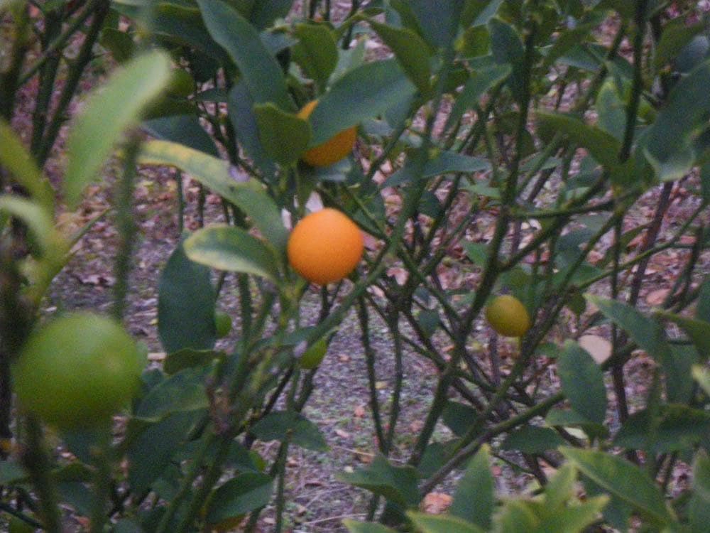 【防水カメラ】 PENTAX optio W60 シルバー 動作確認済み