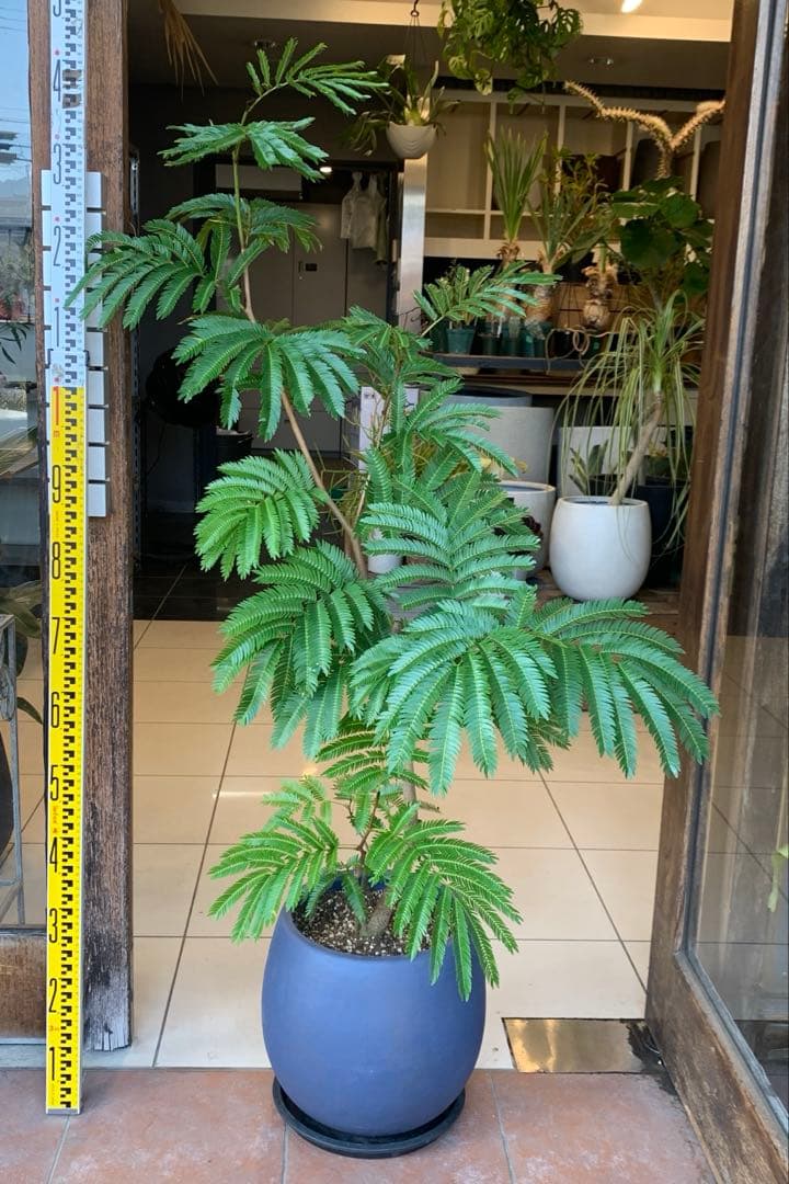 エバーフレッシュ ファイバー鉢 お皿付き