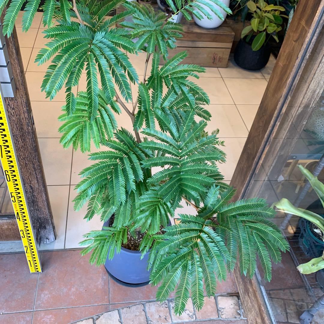 エバーフレッシュ ファイバー鉢 お皿付き