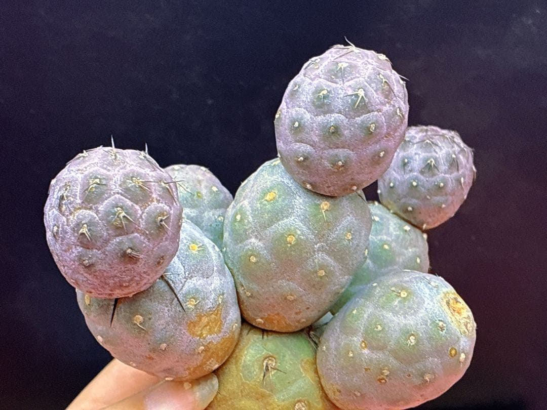 お*髭様 M-2047テフロカクタス ゲオメトリクスサボテン多頭ピンク色付き