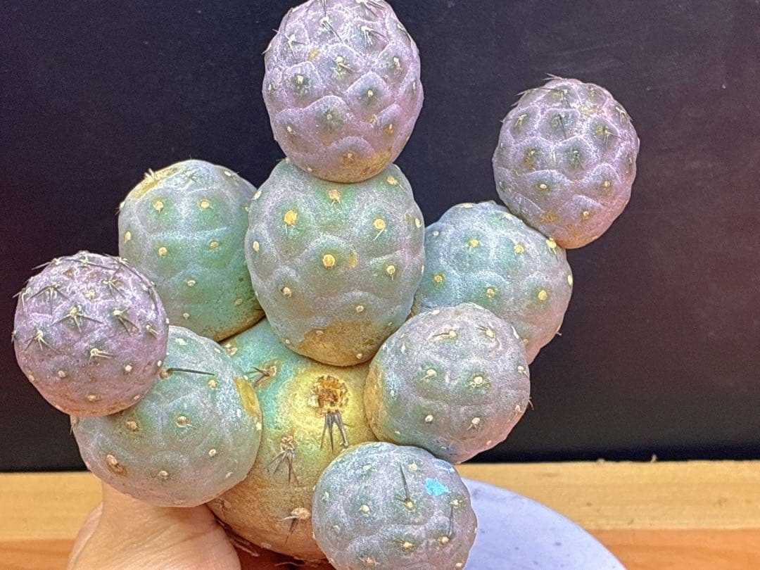 お*髭様 M-2047テフロカクタス ゲオメトリクスサボテン多頭ピンク色付き