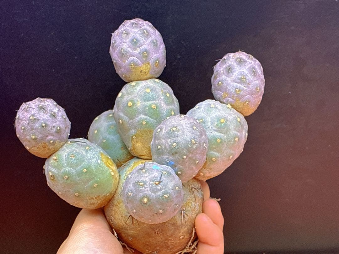 お*髭様 M-2047テフロカクタス ゲオメトリクスサボテン多頭ピンク色付き