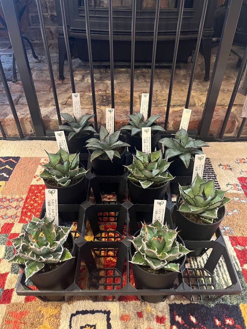 ワン太郎アガベ 9個セット販売 シーザー　パンダ　ライオンズメーン