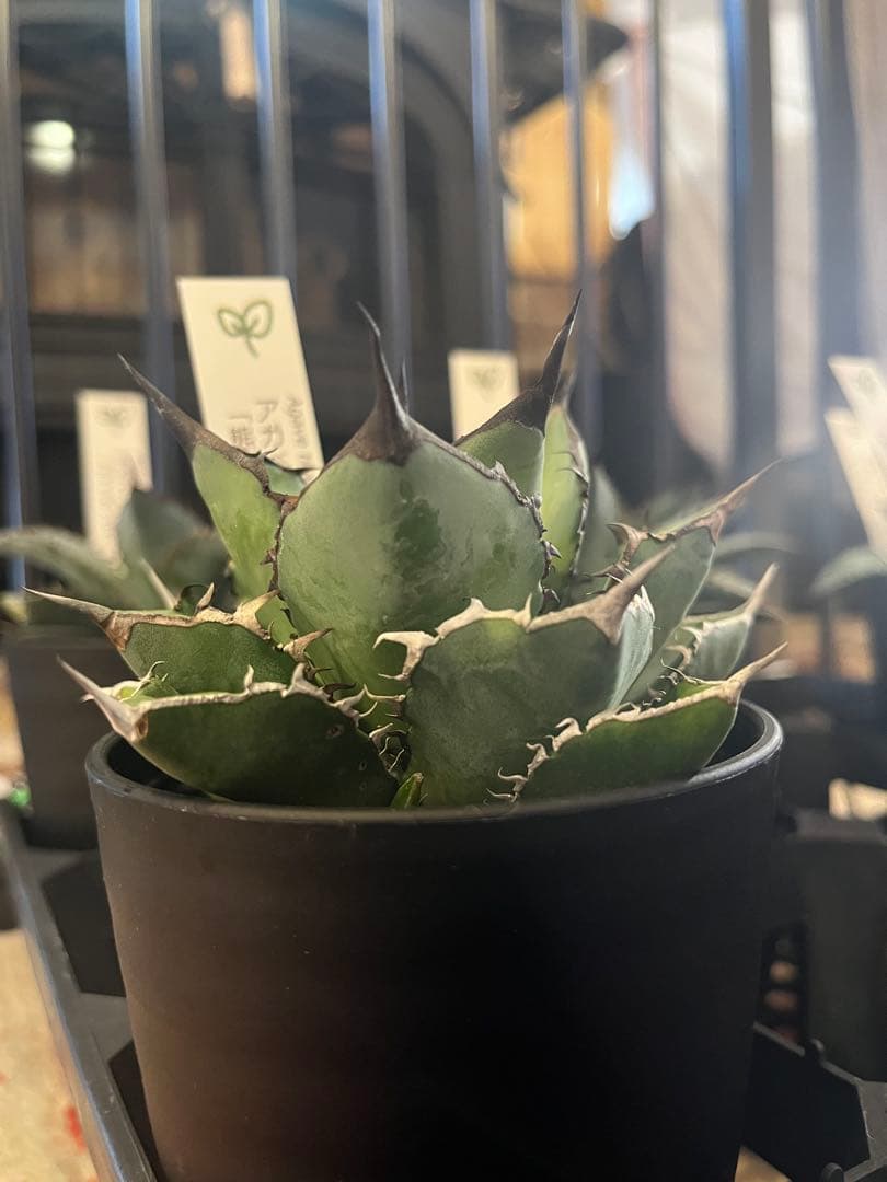 ワン太郎アガベ 9個セット販売 シーザー　パンダ　ライオンズメーン