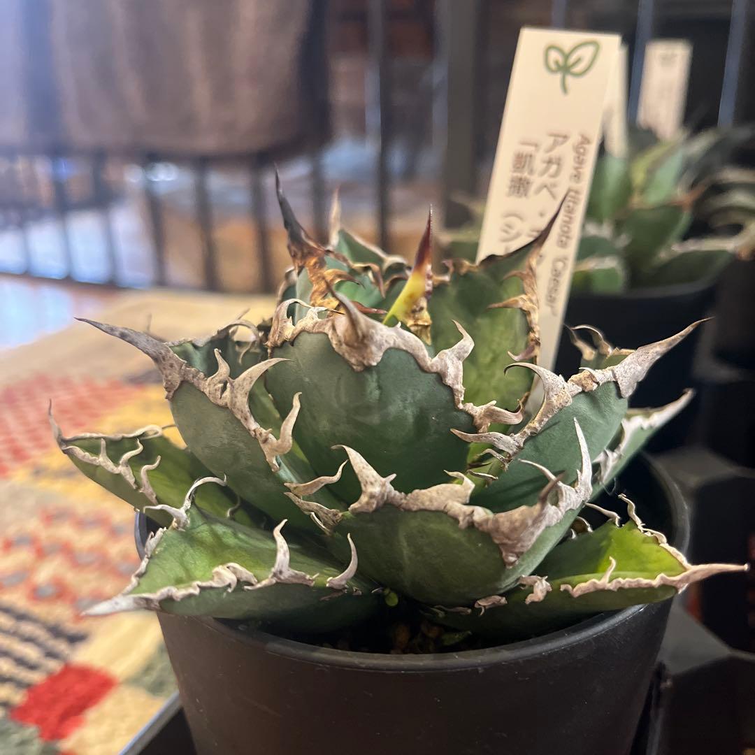 ワン太郎アガベ 9個セット販売 シーザー　パンダ　ライオンズメーン