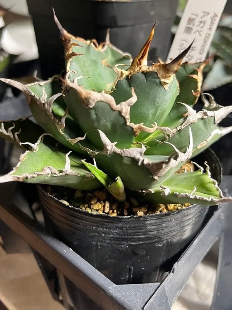 ワン太郎アガベ 9個セット販売 シーザー　パンダ　ライオンズメーン