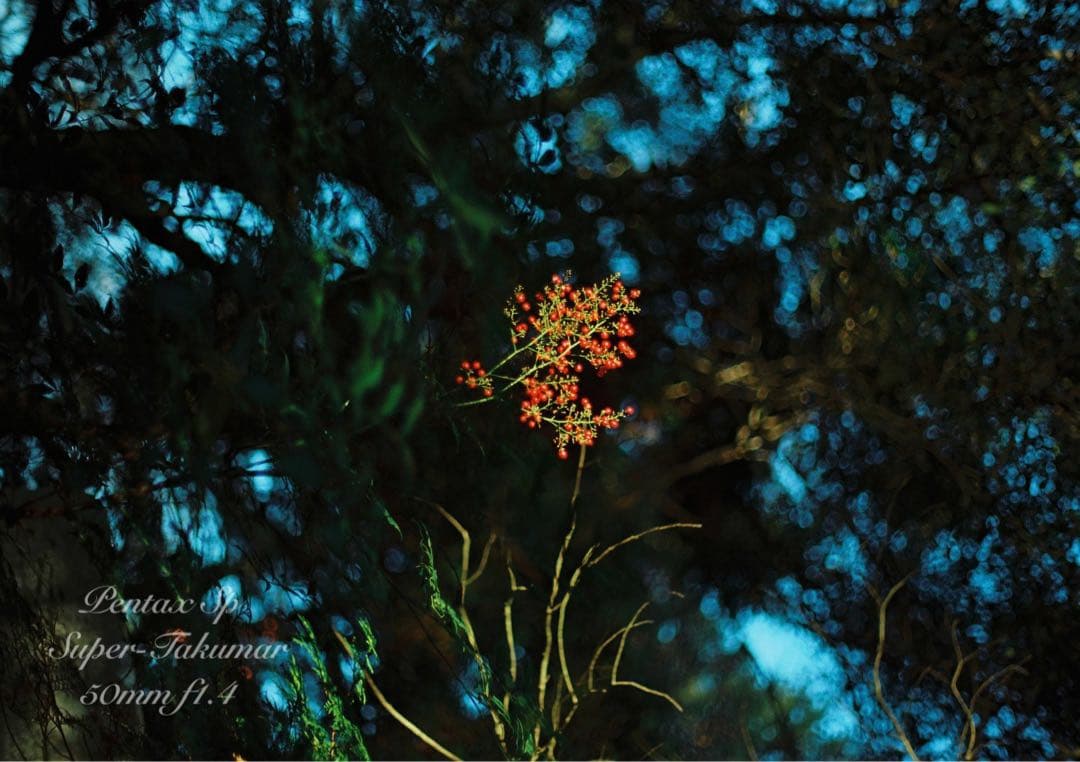 ★作例多数PENTAX SP/S.Takumarf1.4★完動品＊美品＊初期保証