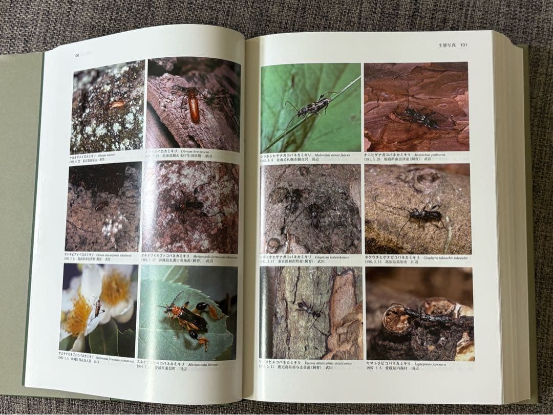 「日本産カミキリムシ」東海大学出版会