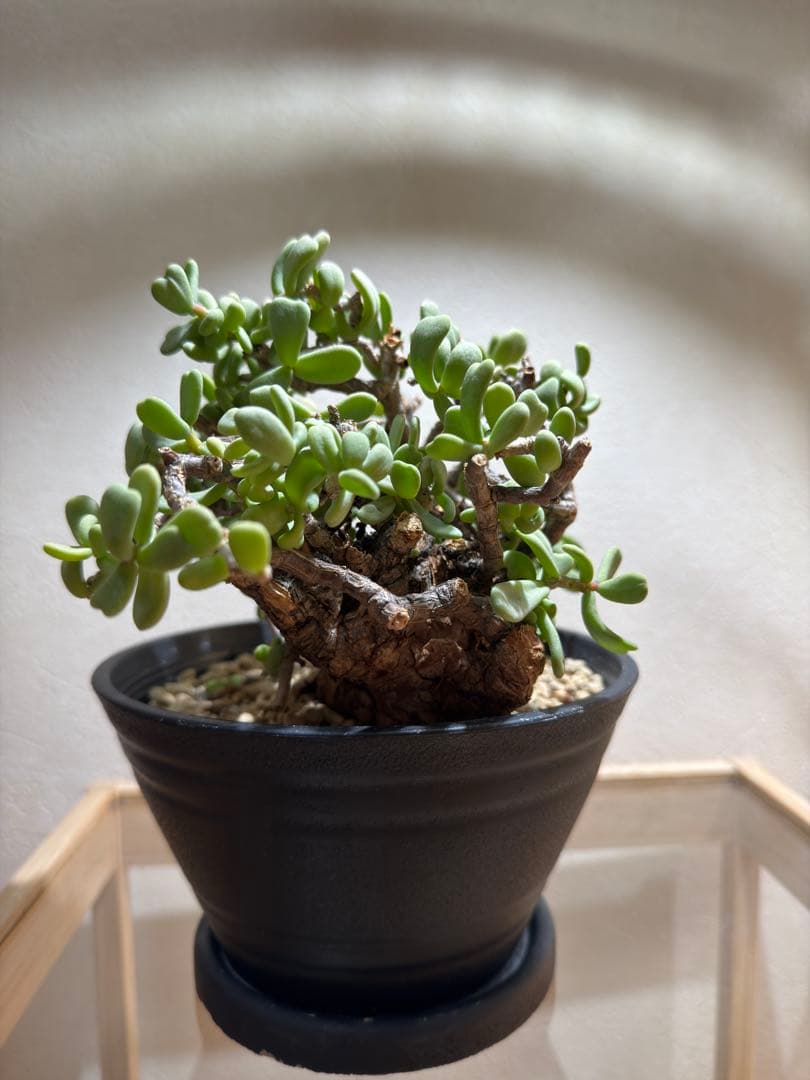 ケラリアピグマエア