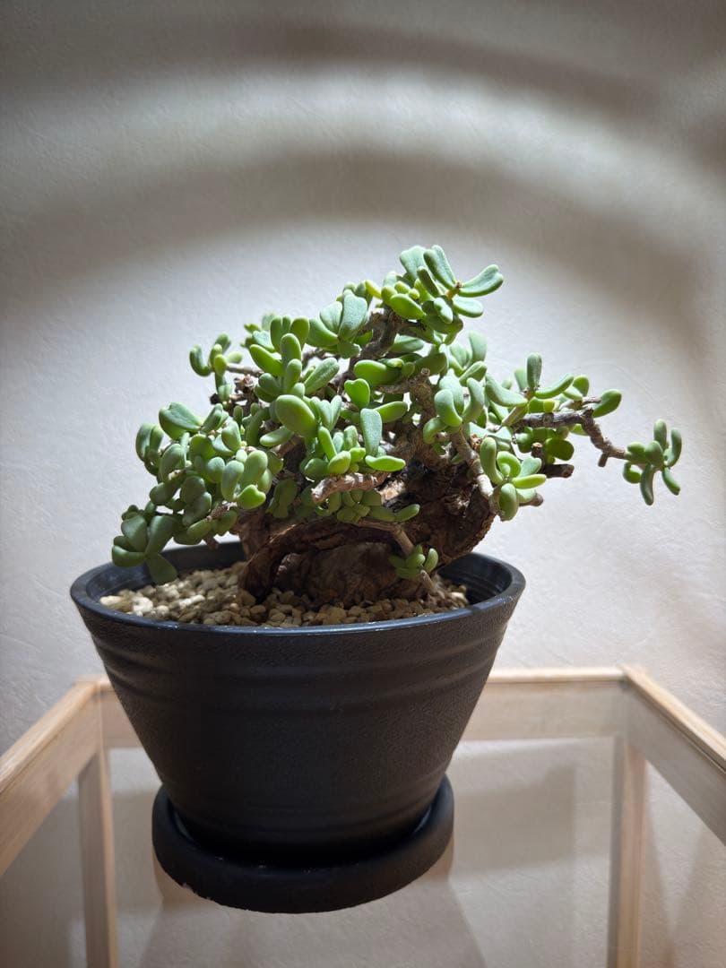 ケラリアピグマエア