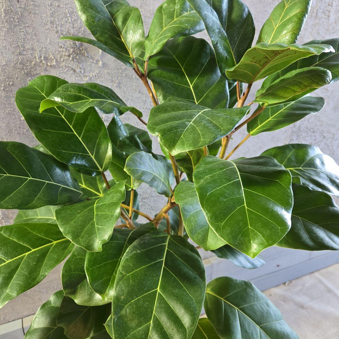 ①　フィカス　アフリカンプリンセス　曲がり仕立て８号最高等級極上品‼️希少品種