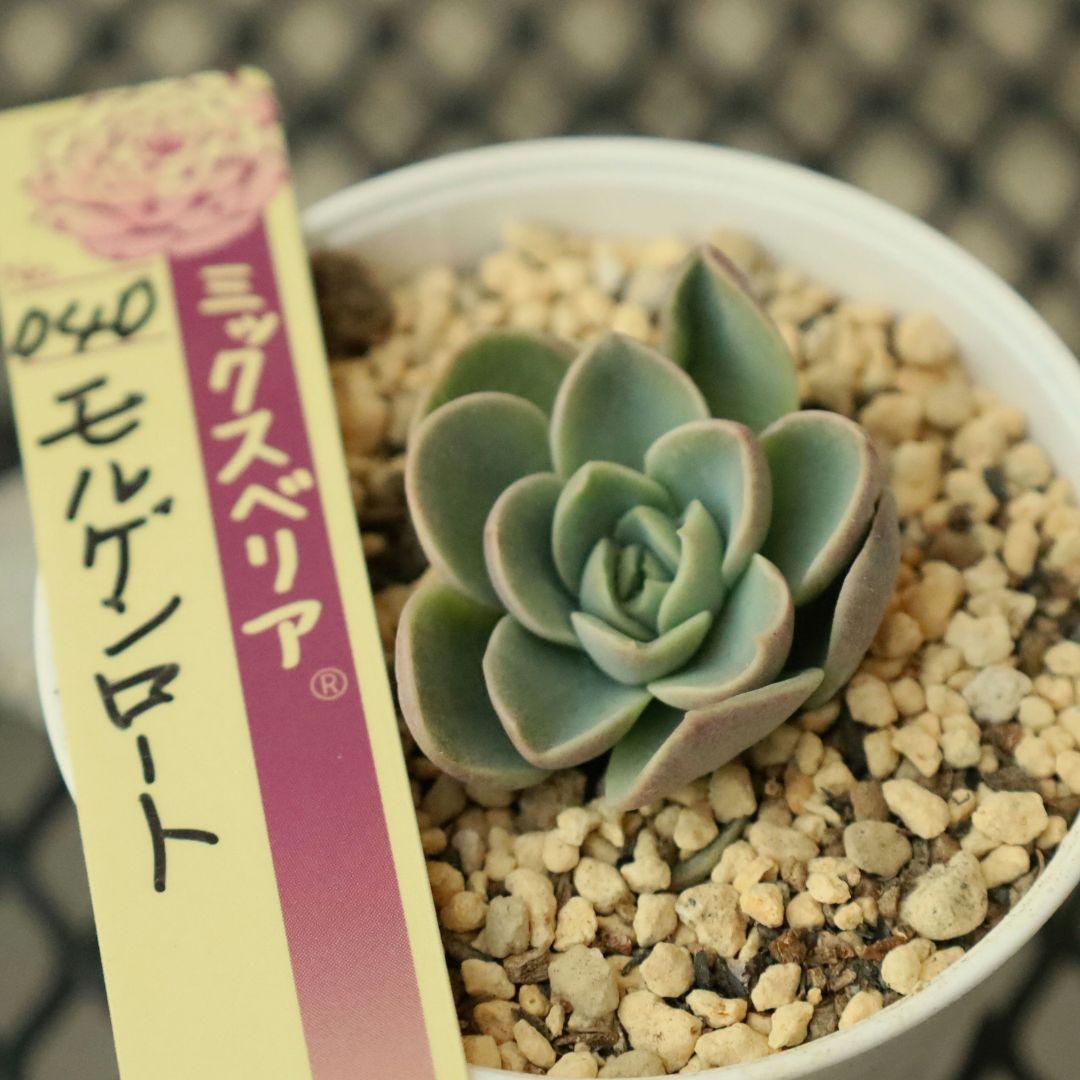 【おらいさん苗 】そわそわ、白玉美尼ほか10苗セット（多肉植物）