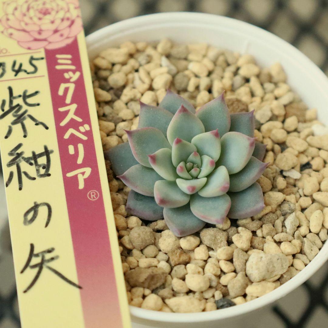 【おらいさん苗 】そわそわ、白玉美尼ほか10苗セット（多肉植物）