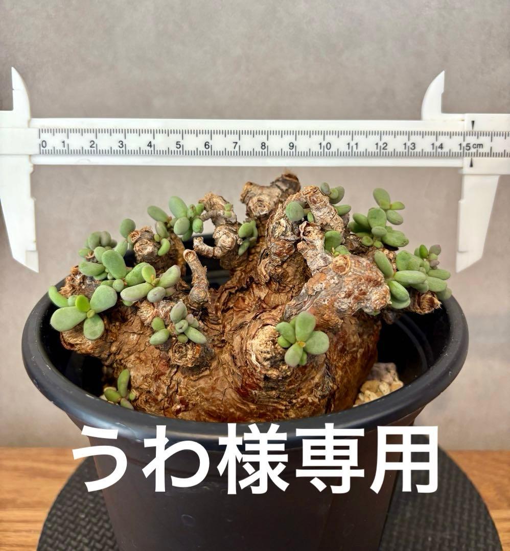 【大株】ケラリア　ピグマエア　現地球