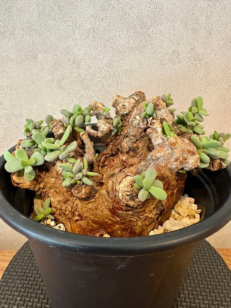 【大株】ケラリア　ピグマエア　現地球