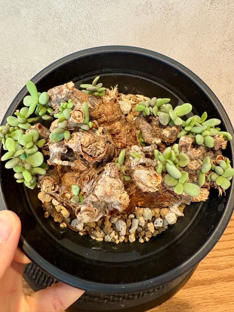 【大株】ケラリア　ピグマエア　現地球