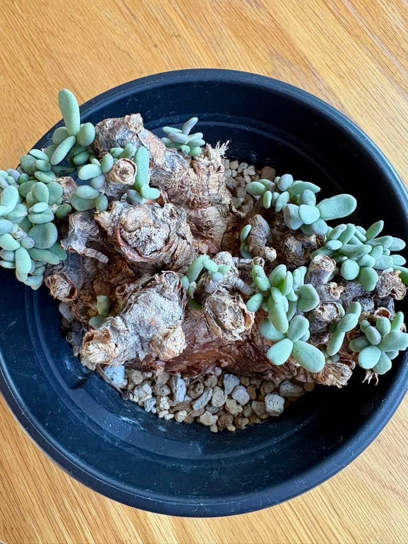 【大株】ケラリア　ピグマエア　現地球