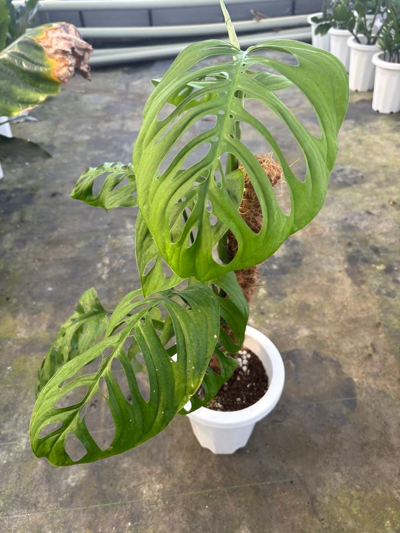 モンステラ エスケレート7号 90センチ前後