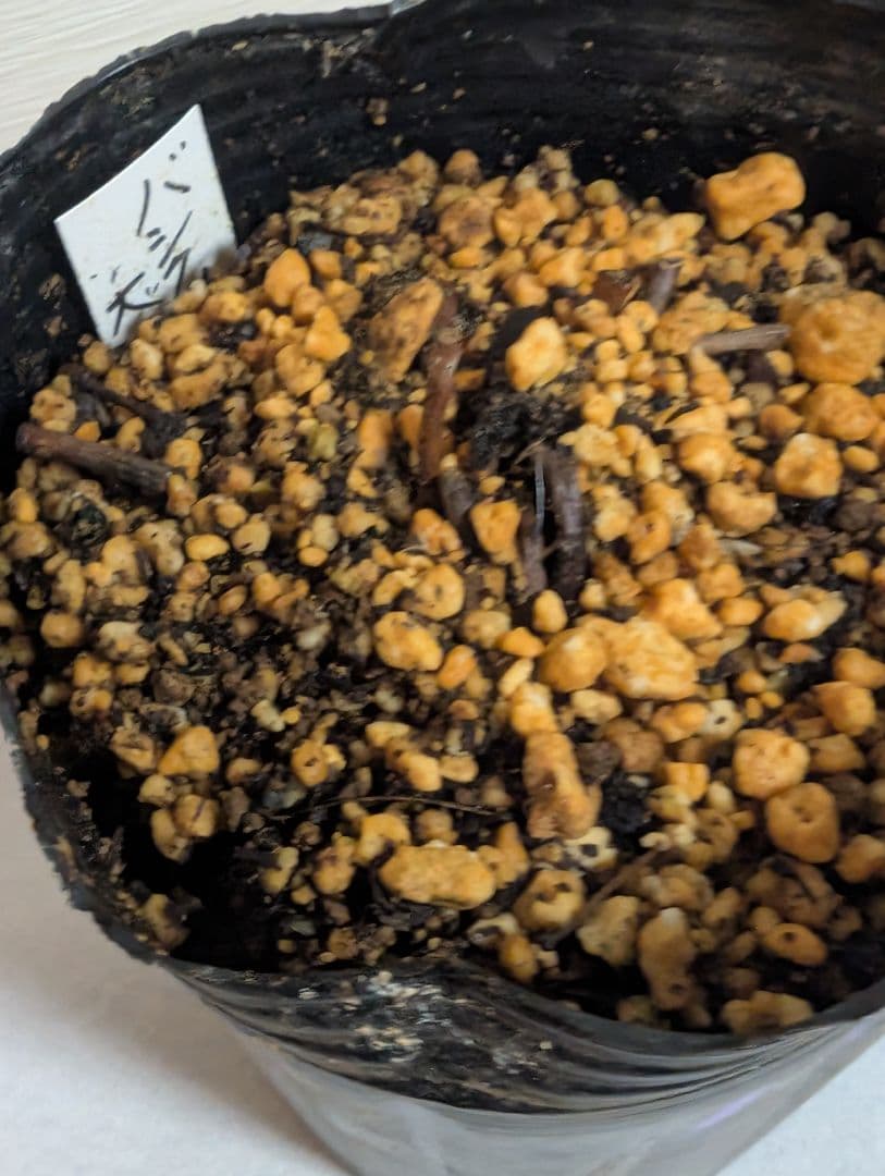 バシクルモン、ミズトンボソウ