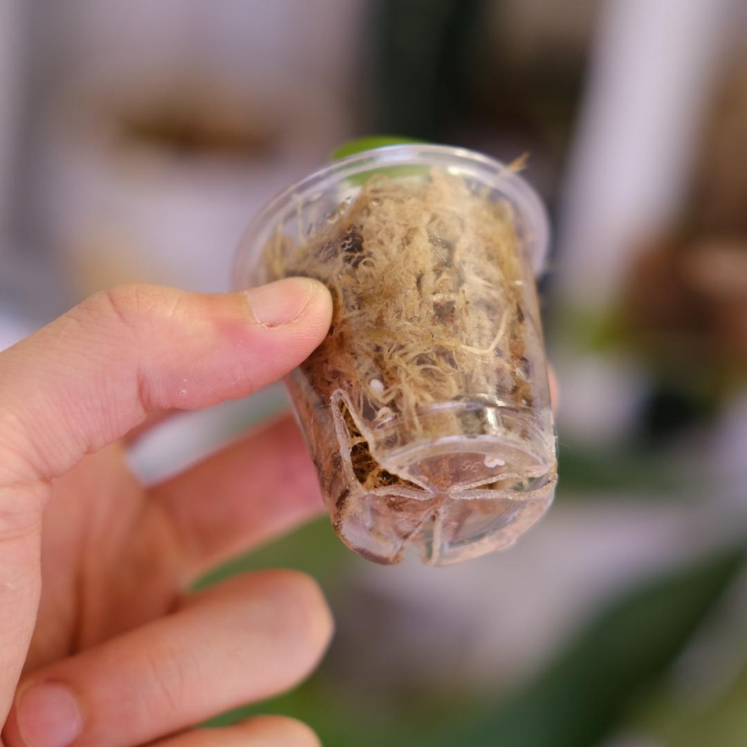 A.(Papi var×Crys marble) × (Dress×X-Ray)