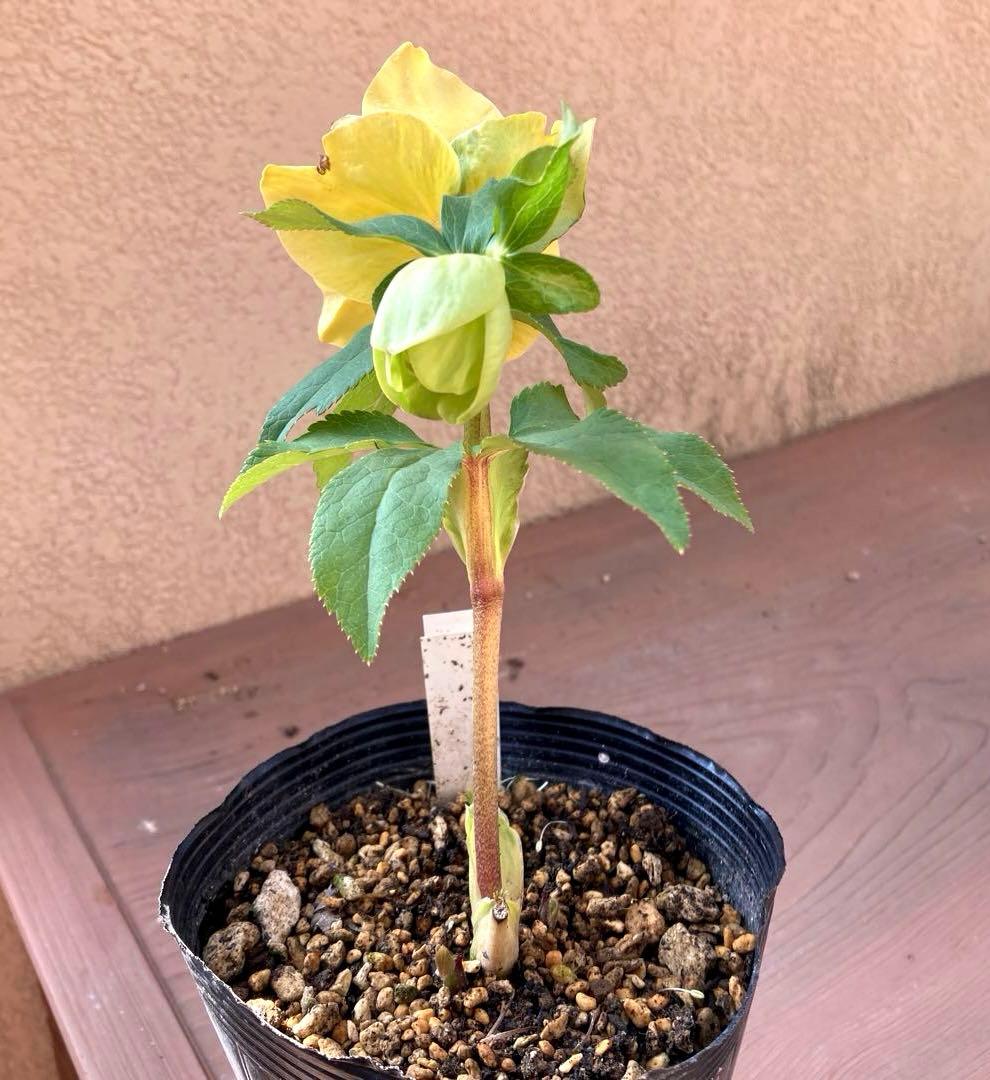 クリスマスローズ開花株 加藤農園　メロンゴールド