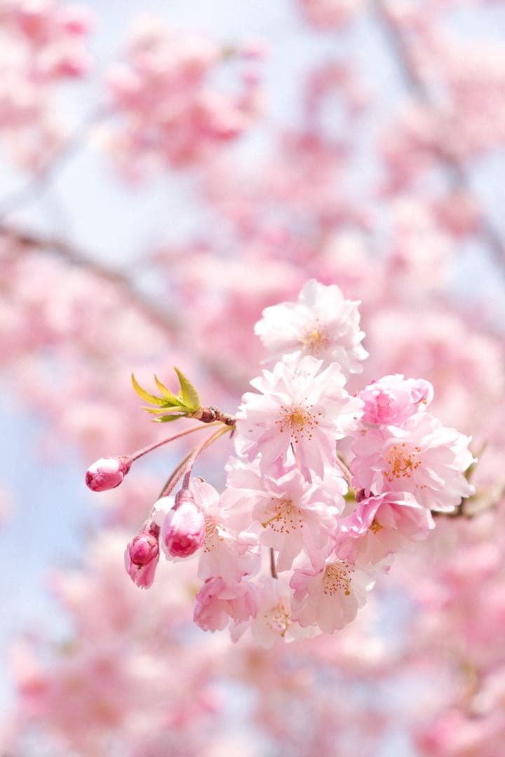 【みってぃ】Canon EF50mm f/1.8STM