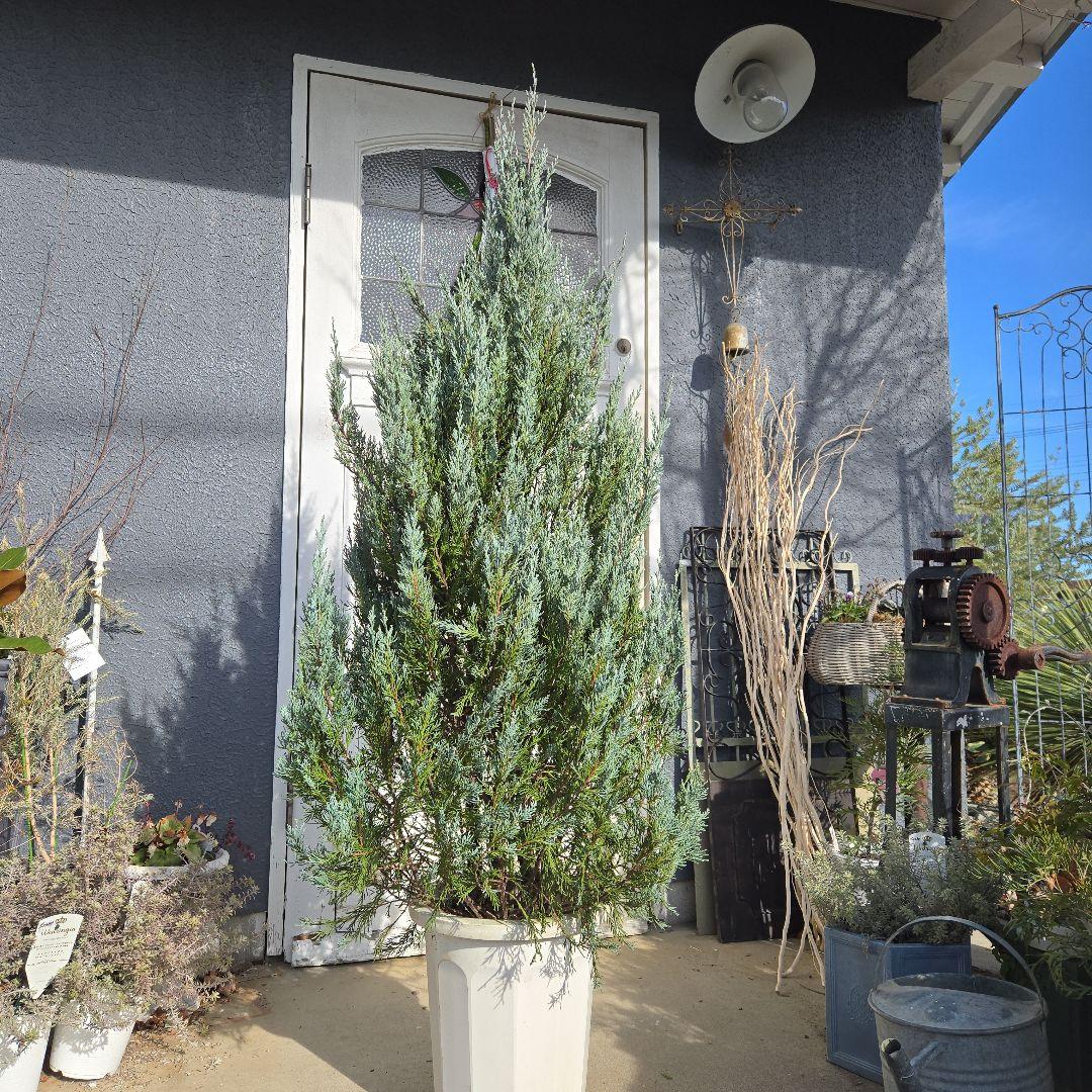 ④　コニファームーングロー　10号　特大苗木最高等級