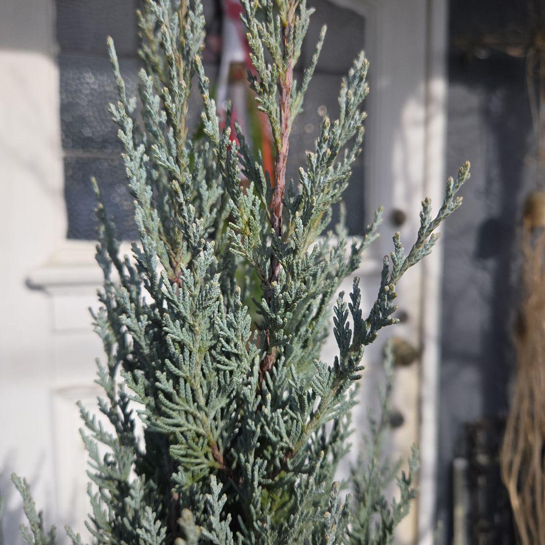 ④　コニファームーングロー　10号　特大苗木最高等級