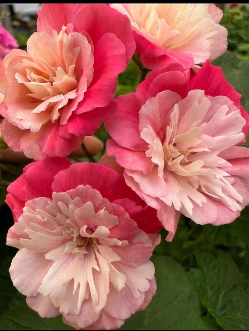 超新品珍しいゼラニウム苗