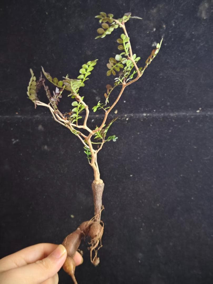 メ*郎様 オペルクリカリア パキプス／Operculicarya pachypu