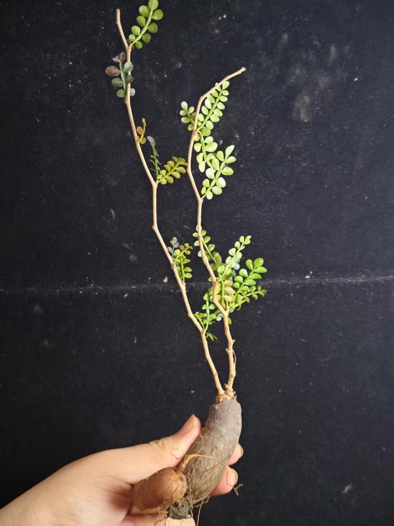 メ*郎様 オペルクリカリア パキプス／Operculicarya pachypu