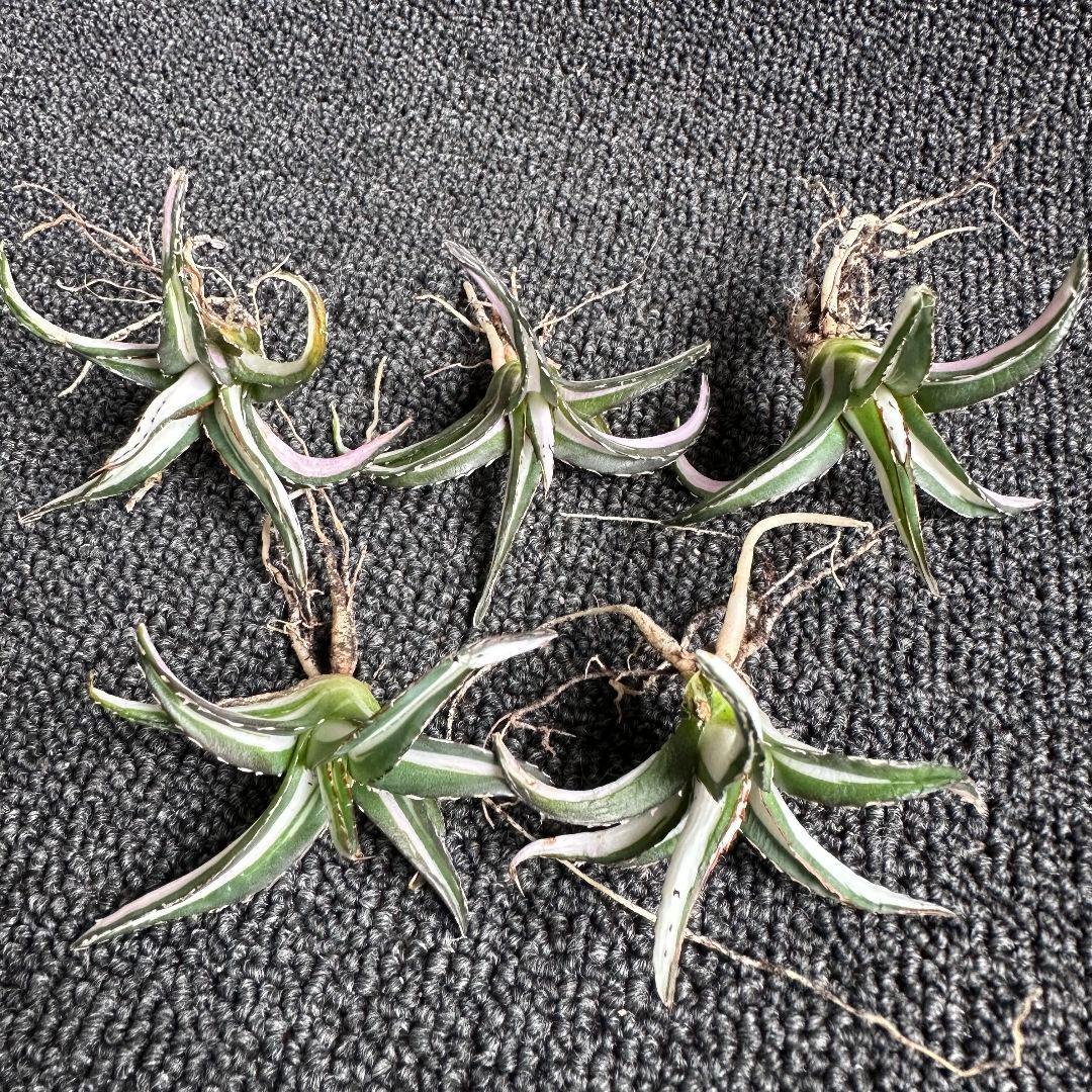 苦*虫様 2009アガベ チタノタ 丸叶氷山錦 白中斑 極上中小株 5株セット